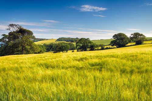 Foto: Gerstenfeld im Sommer